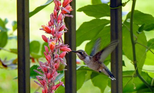 Image for event: Creating a Feather-Friendly Fly Zone: Landscaping for Birds