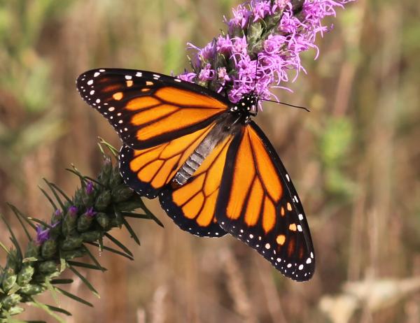 Image for event: Making a Difference for Monarchs in Your Own City!