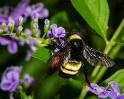 Image for event: What's the Buzz About Native Bees?!
