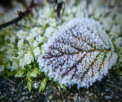 Image for event: Preparing Your Garden for Winter